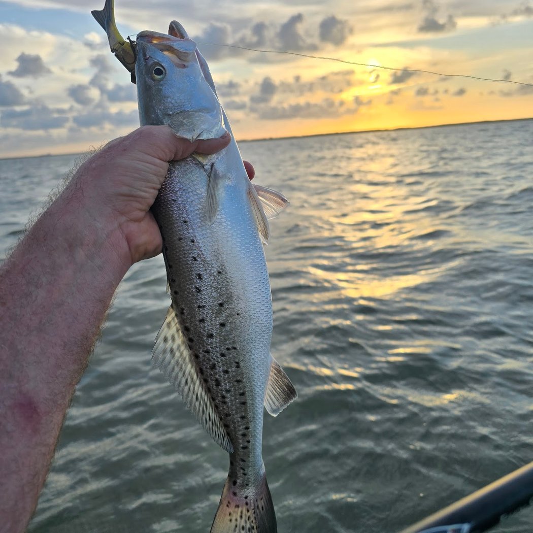 Bolivar Beach Ramble 1